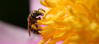 Çiçekten nektar toplayan bir arı