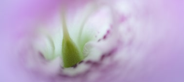 Trikom da dahil olmak üzere çiçeğin iç kısmının yüzeyini ayrıntılı şekilde gösteren yakın çekim