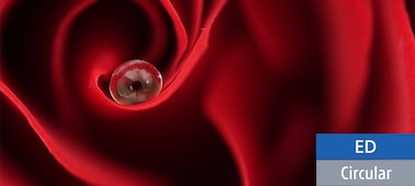 G Master bokeh’in güzelliğini gösteren, üzerinde su damlacığı bulunan kırmızı bir gülün yakın çekimi